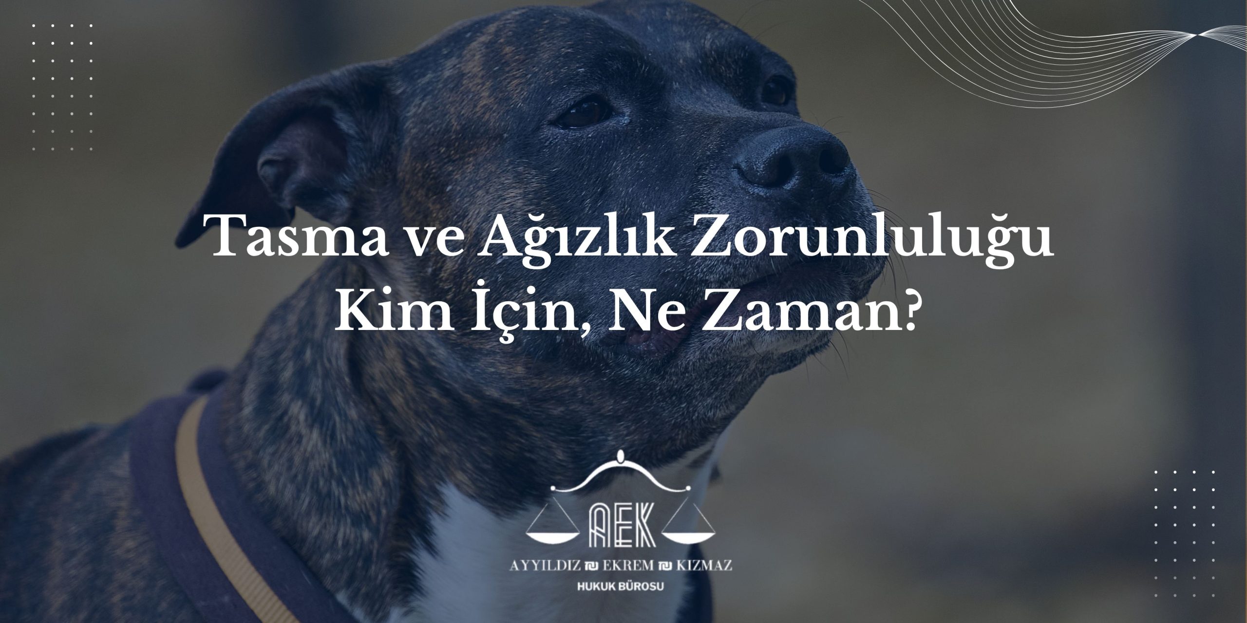 Tasma ve Ağızlık Zorunluluğu - Kim İçin, Ne Zaman?